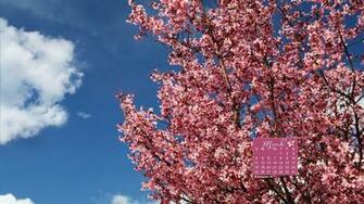 Funstuff Calendars Wallpaper Katenet Wildlife