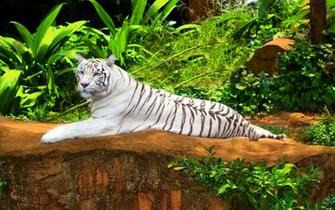 White Bengal Tiger Wallpaper