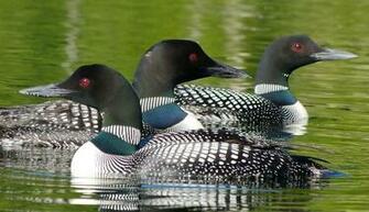 Loon Wallpaper For Computer