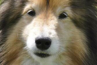 Shetland Sheepdog Face Photo And Wallpaper Beautiful