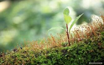 Nature Wallpaper Windows Themes Landscape