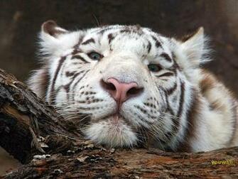 Tiger Wallpaper Photo Desktop