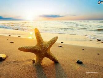 Seashells Wallpaper