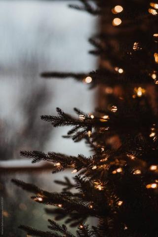 Tvorog Christmas Tree Wallpaper Photography