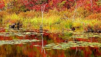 Landscapes Leaf Rain Tree Fall Automne Nature Season Wet Campaign