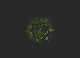 Sunflower Dark Green Bud 9d7bgkq3rwuenhqb Wallpaper