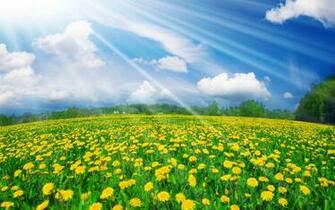Field Of Flowers Wallpaper
