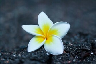 Plumeria Wallpaper