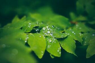 Water Droplets Gather On Leaves In The Alaskan Rainforest