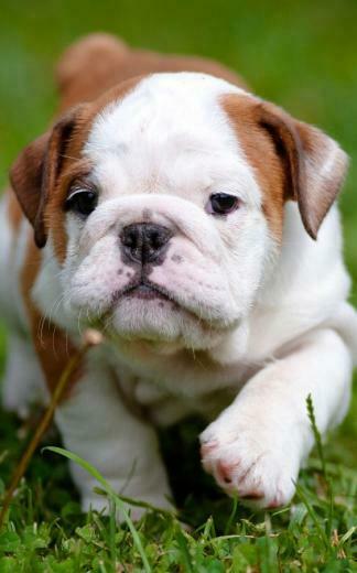 Puppies Live Wallpaper Android Apps On Google Play