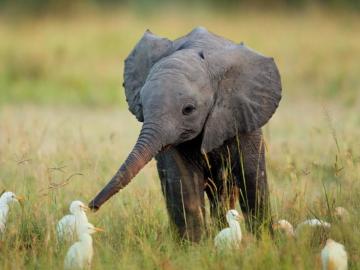 Baby Elephant Wallpaper Top