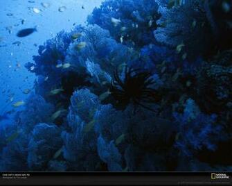 Fiji Islands Coral Reef Photo Of The Day Picture Photography