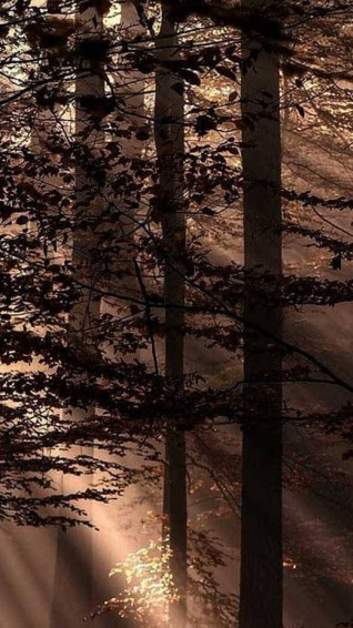 Brown Aesthetic Background Wallpaper