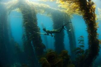Underwater Hunters Pics I Like To Waste My Time