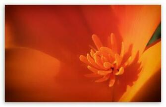 California Poppy Wallpaper