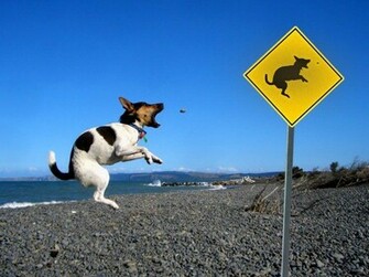Funny Wallpaper HD Desktop Very
