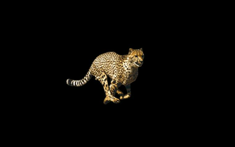 Black Cheetah Wallpaper