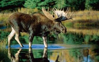 Moose HD Wallpaper Background