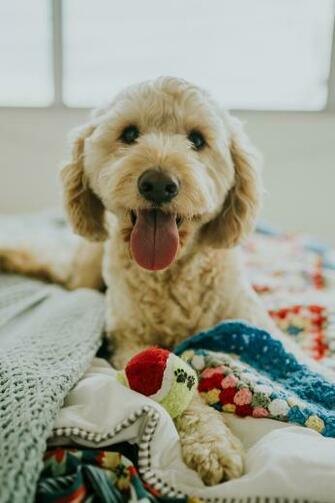 Fawn Labradoodle Puppy Dog Muzzle Protruding Tongue HD