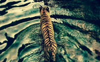 Our Collection Of Tiger HD Wallpaper For Laptop