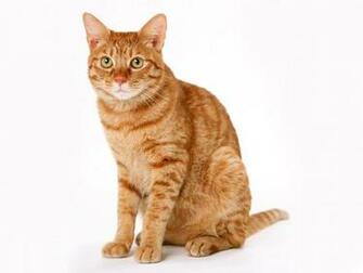 Cat White Background