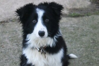 Border Collie Wallpaper