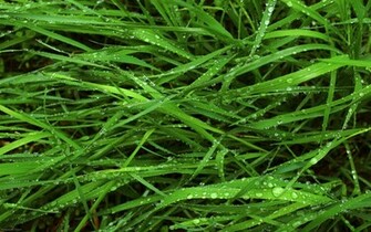 Apple Leopard Official Grass Wallpaper Computer