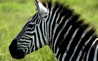 Zebra Wallpaper