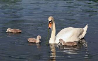 Swan And Signets Feeding Background Pixels