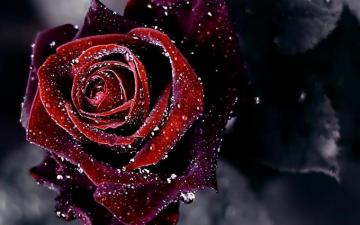 Red Rose Flower Background HD Wallpaper Of