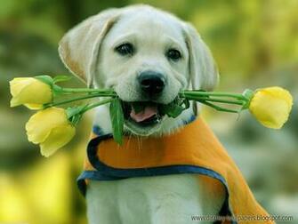 Animation Wall Cute Animals Wallpaper