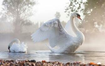 Swans Lake Photo Nature Photos Animal Morning Fog HD Wallpaper
