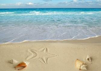Seashells Wallpaper Collection