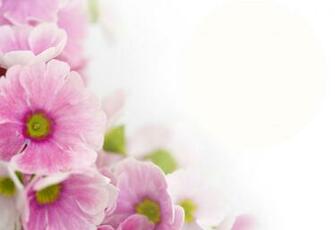Primrose Wallpaper X Net