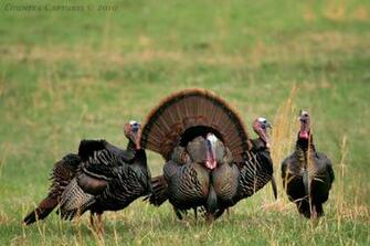 Wild Turkey