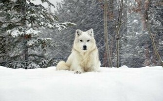 White Dog Wallpaper HD Girls