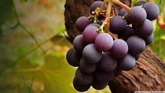 Grape Vine Wallpaper Wallpoper