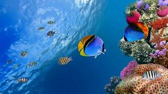 HD Live Fish Wallpaper Moving