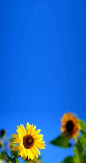 Sunflower Aesthetic iPhone Wallpaper