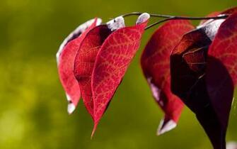 Best Nature Wallpaper Red Leaves HD