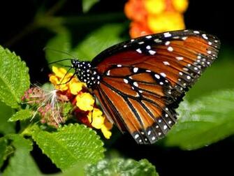 Butterfly Desktop Background Wallpaper Nickwallpaper HD