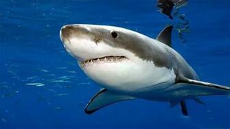 Baby Great White Shark Wallpaper