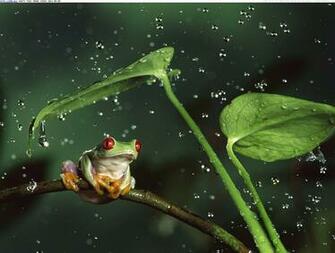 Beautiful Photos And Wallpaper Rain Shelter Red Eyed Tree Frog