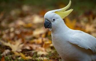 Wallpaper Autumn Parrot Crest Fleur Walton White Image