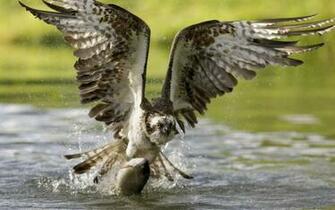 Hunting Fishing Desktop Wallpaper
