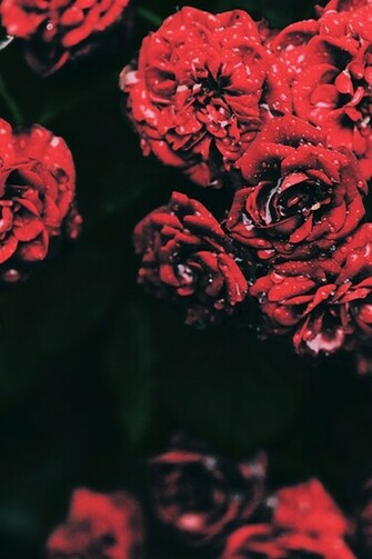 Ios7 Derrick Rose Parallax HD iPhone iPad Wallpaper