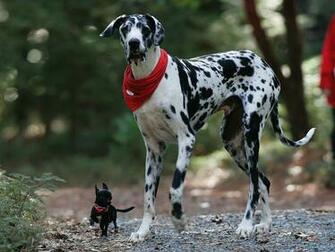 Great Dane New Wallpaper