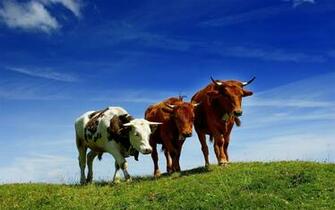 Cow Computer Wallpaper Desktop Background Id