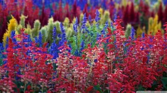 Rainbow Flowers Wallpaper