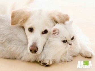 Dogs And Cats Vs Wallpaper